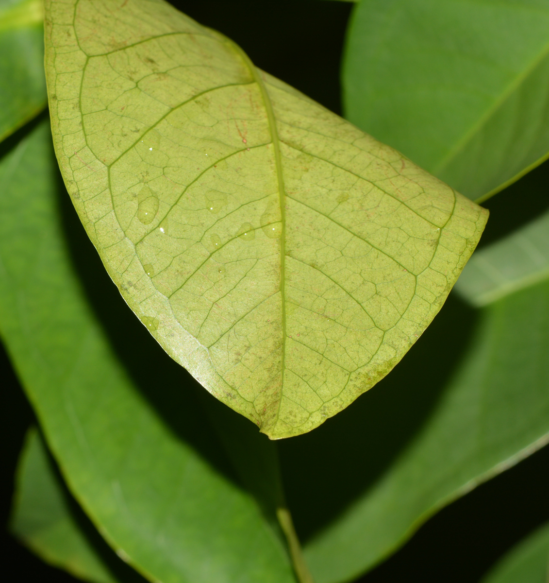 Image of Syzygium aqueum specimen.