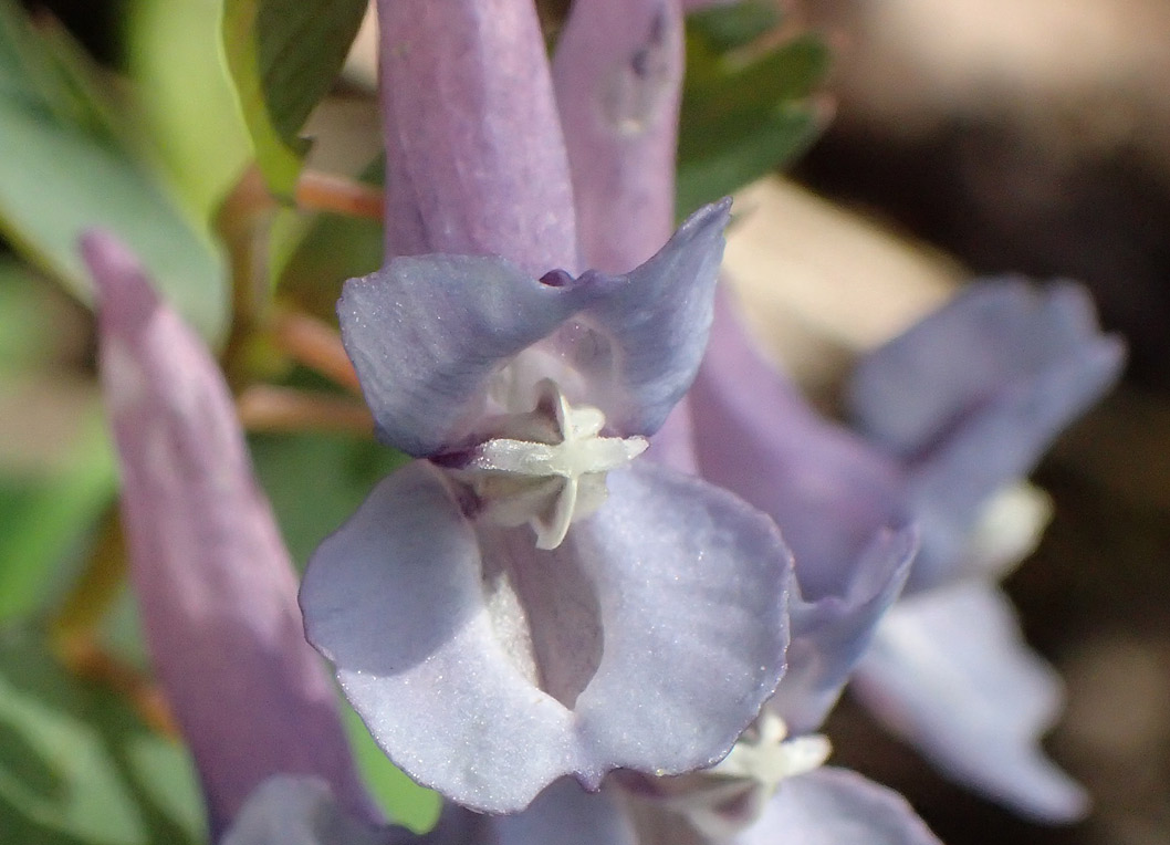 Изображение особи Corydalis solida.