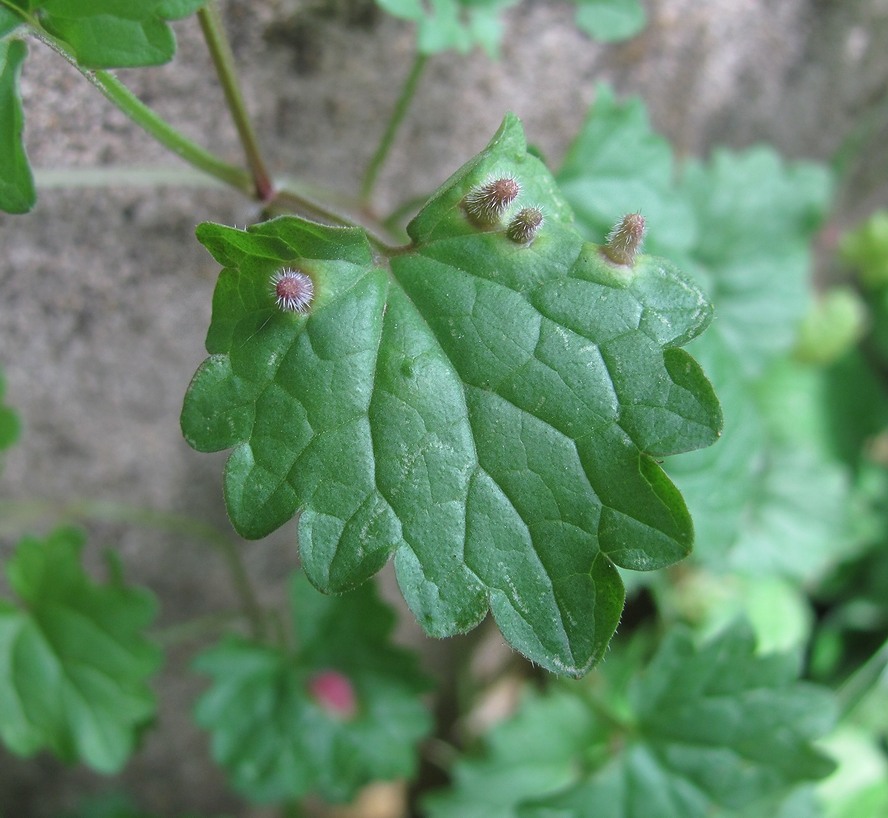 Image of Glechoma hederacea specimen.