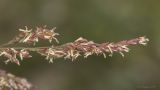 genus Poa