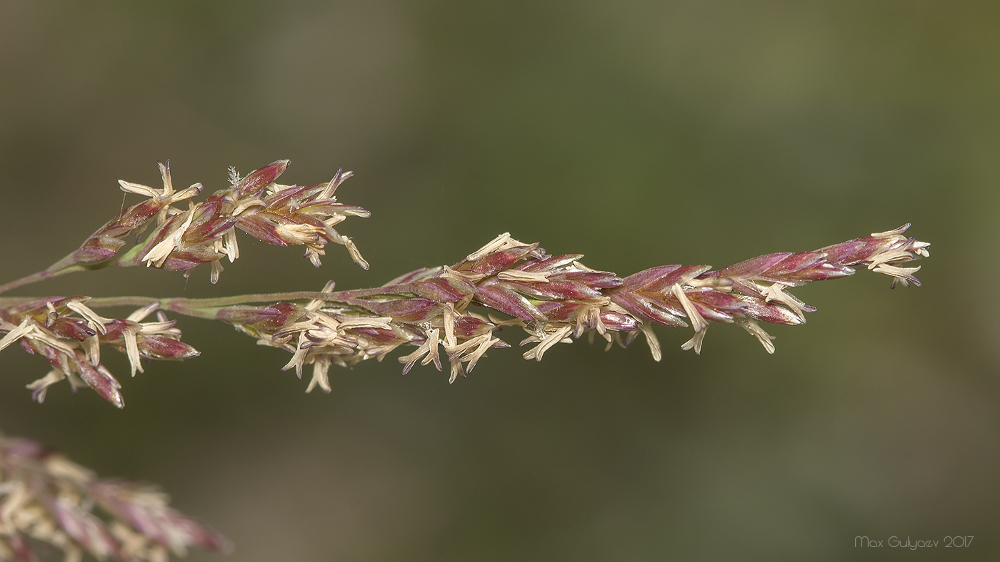 Image of genus Poa specimen.