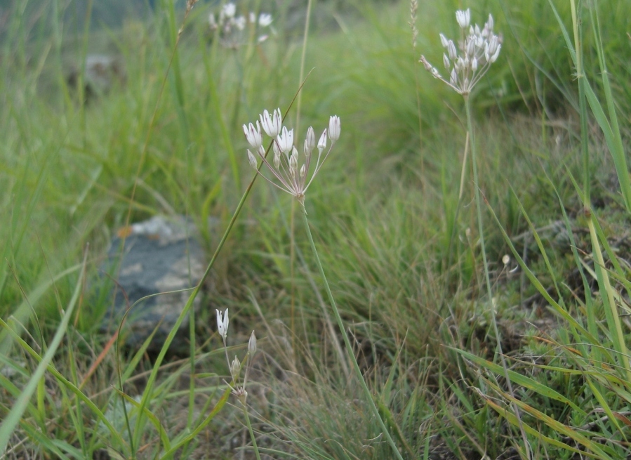 Image of Allium inaequale specimen.