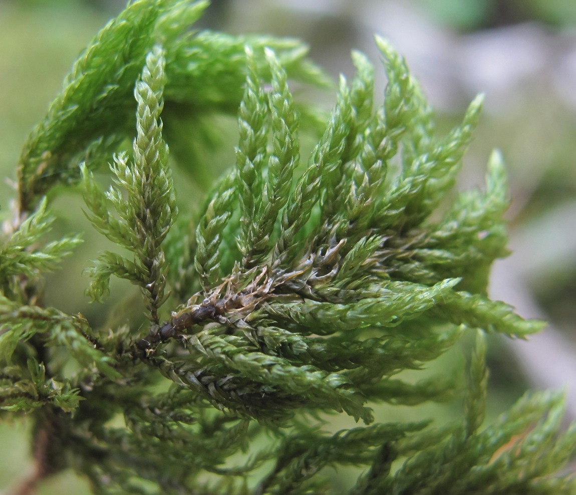 Изображение особи Thamnobryum alopecurum.