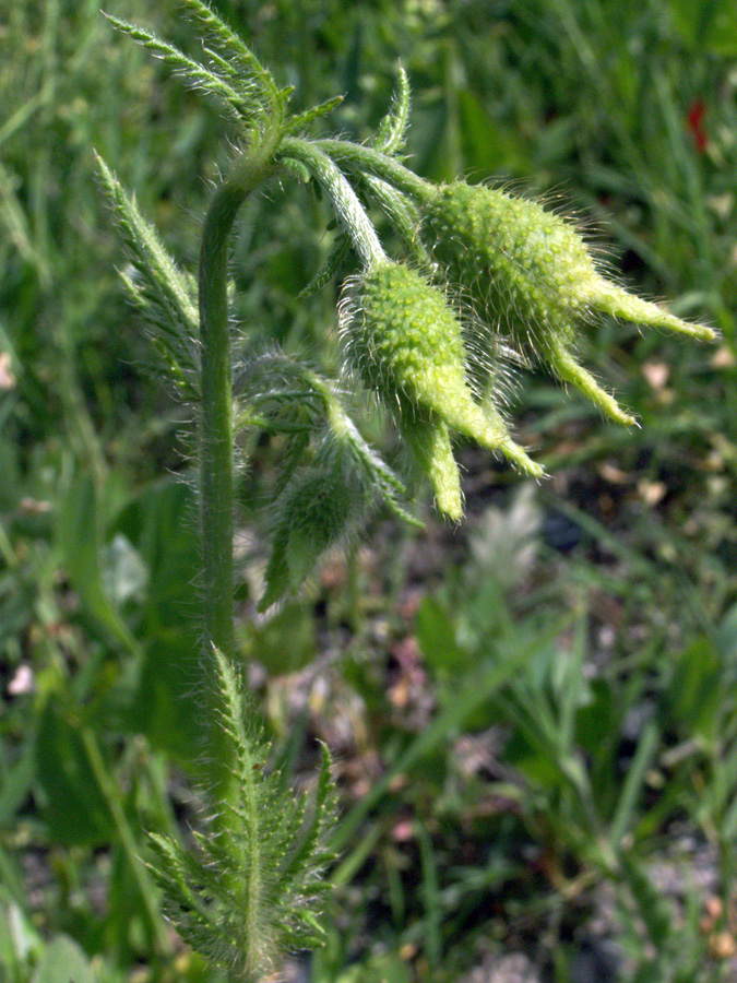 Image of Papaver pavoninum specimen.