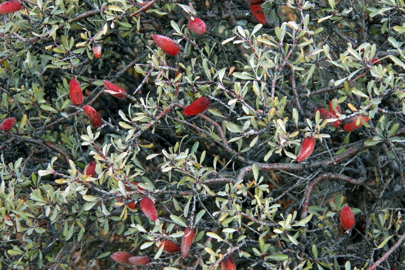 Image of Amygdalus &times; balansae specimen.