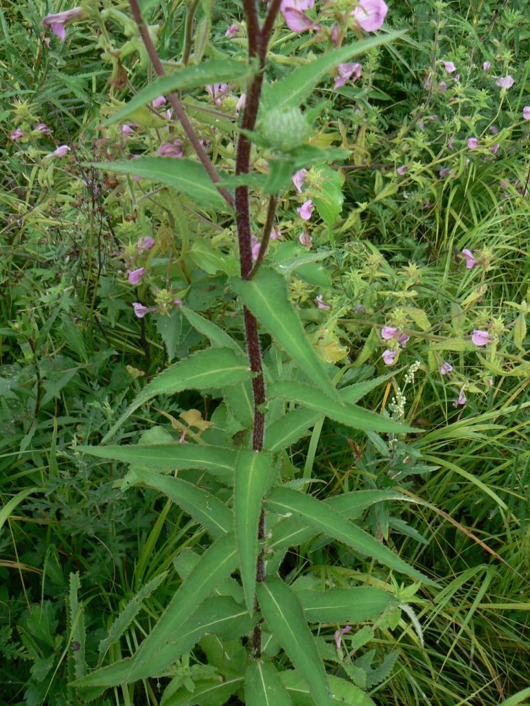 Image of Cirsium vlassovianum specimen.