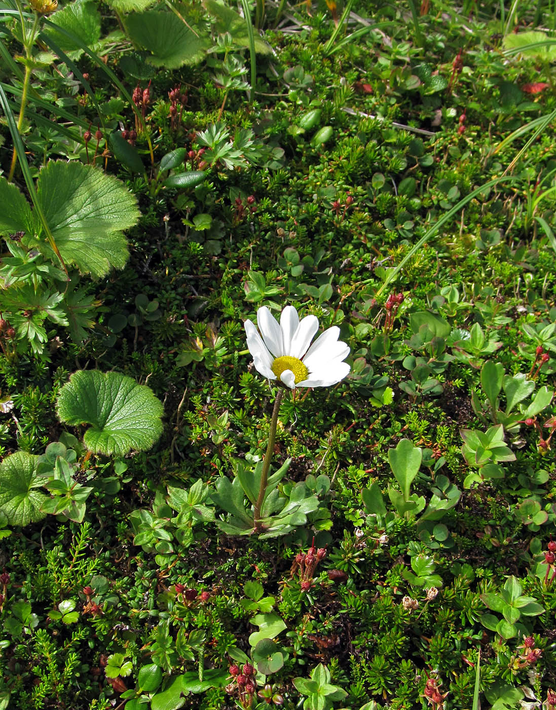 Изображение особи Arctanthemum arcticum.