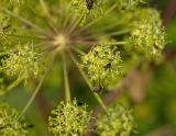 Archangelica officinalis