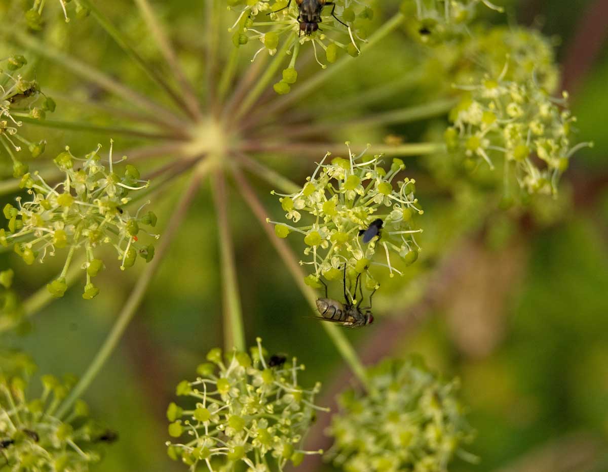 Изображение особи Archangelica officinalis.