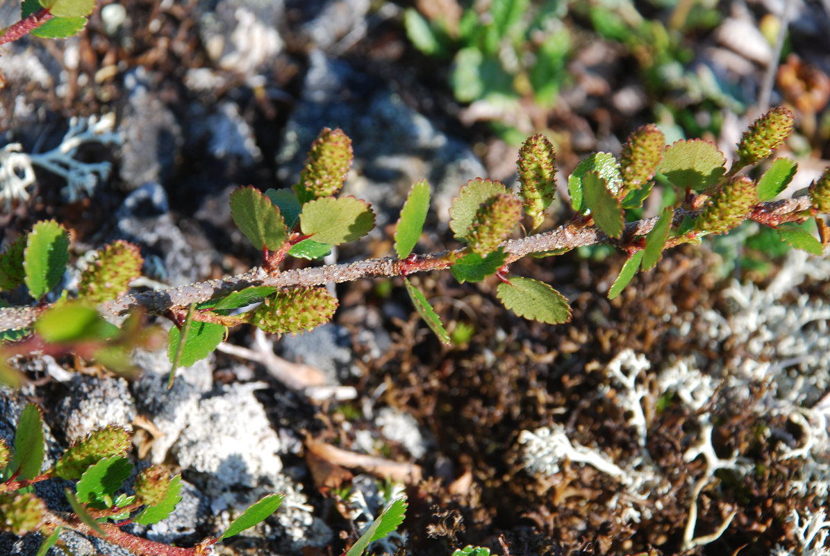 Изображение особи Betula exilis.