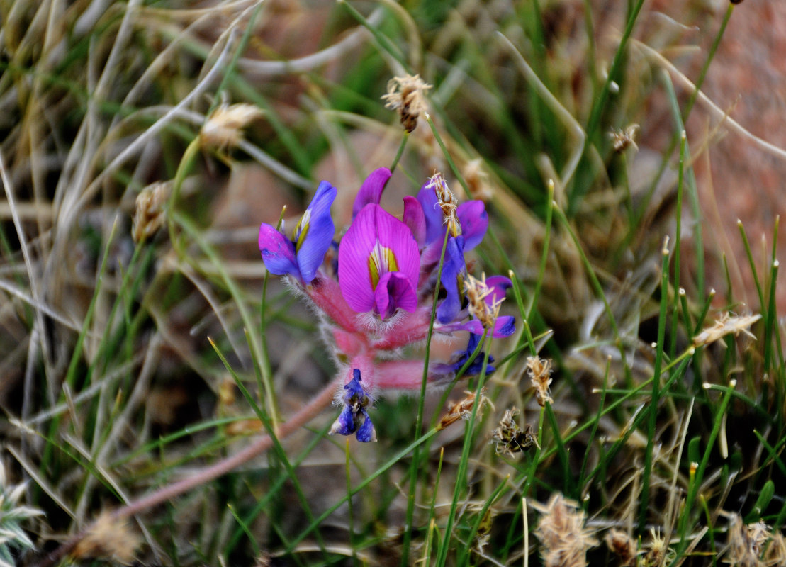 Изображение особи Oxytropis lanuginosa.