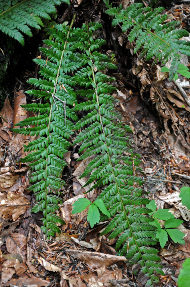 Image of Polystichum aculeatum specimen.