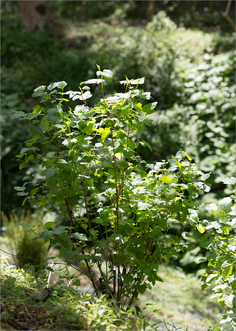 Image of Physocarpus opulifolius specimen.