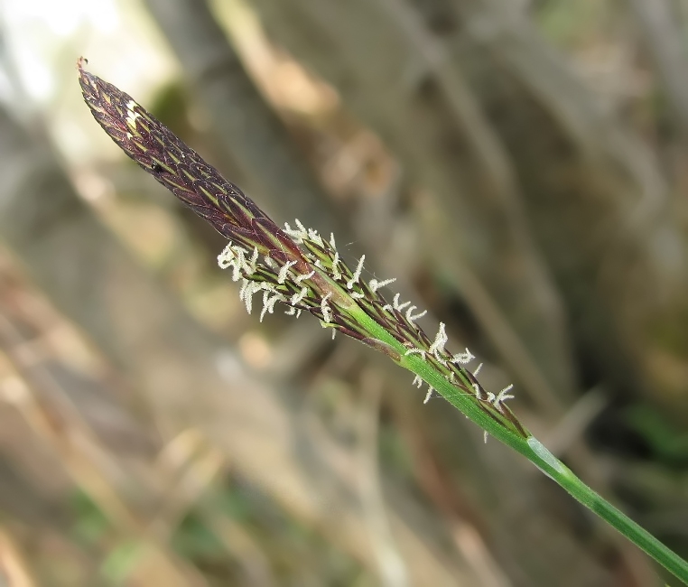 Изображение особи Carex cespitosa.