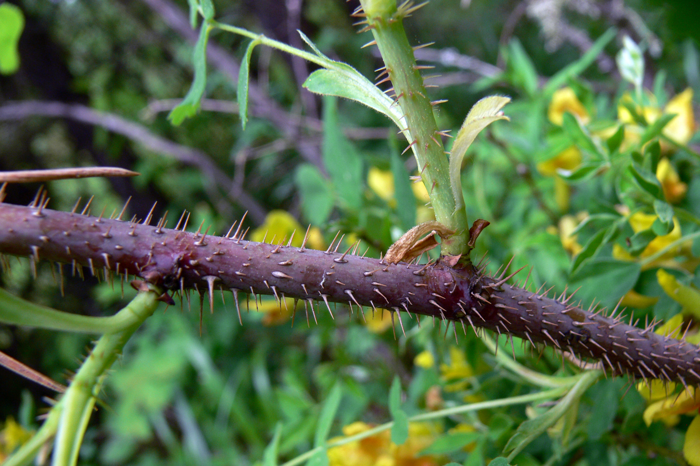 Image of Rosa acicularis specimen.