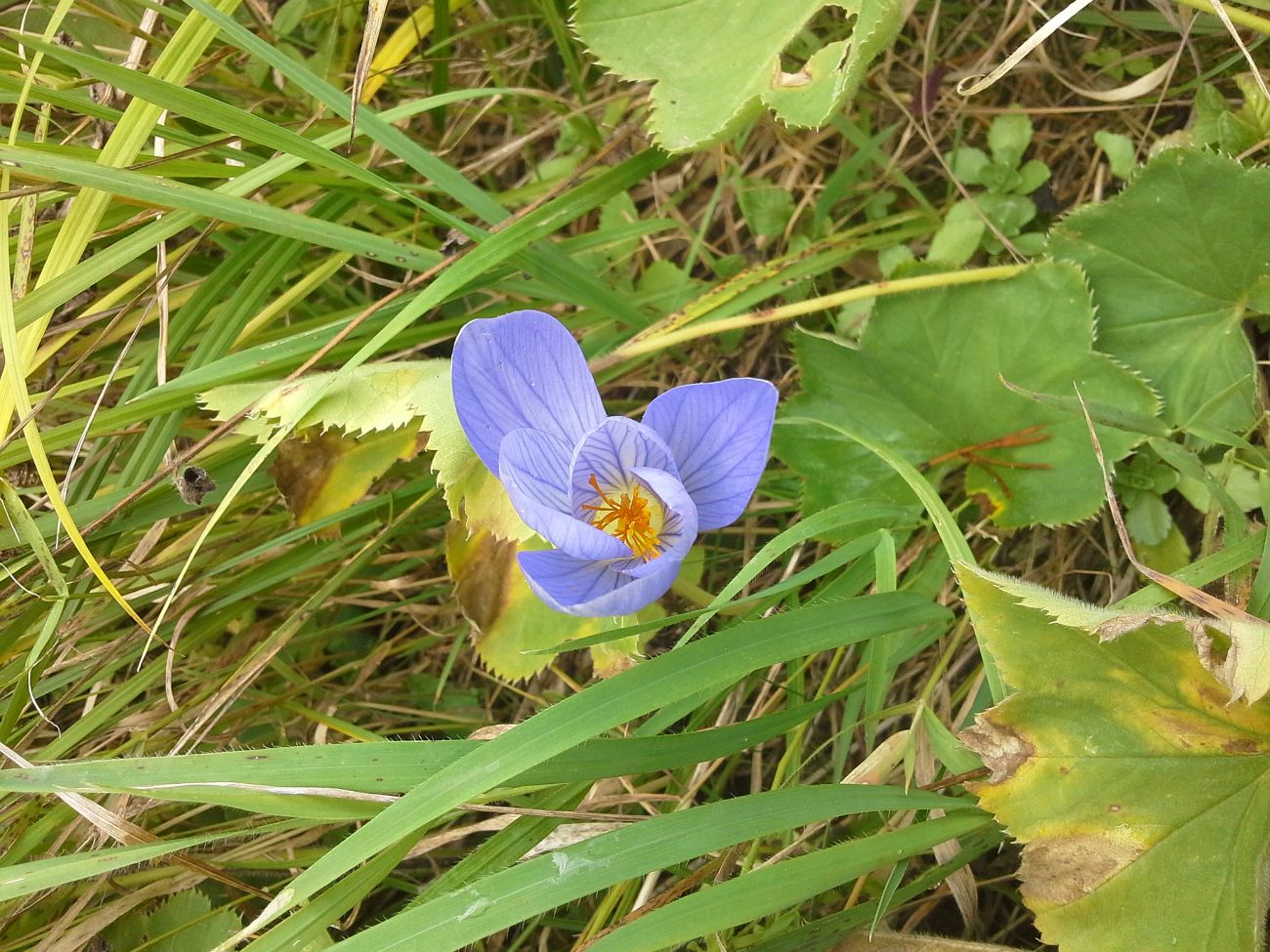 Image of Crocus speciosus specimen.