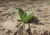 Verbascum thapsus