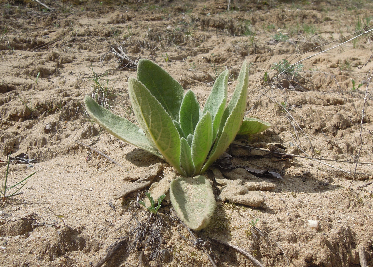 Image of Verbascum thapsus specimen.