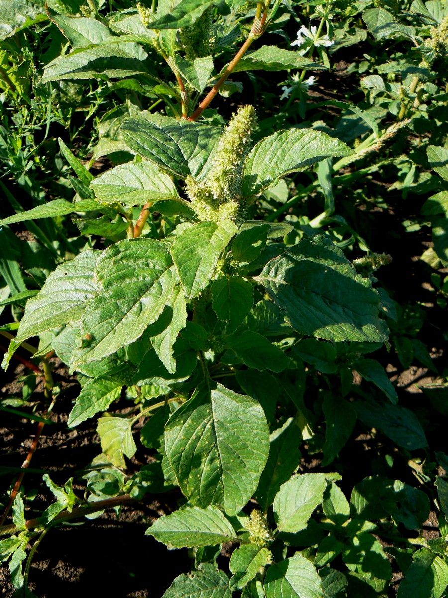 Image of Amaranthus retroflexus specimen.