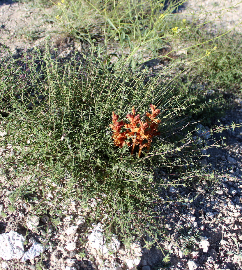 Image of Orobanche alba specimen.