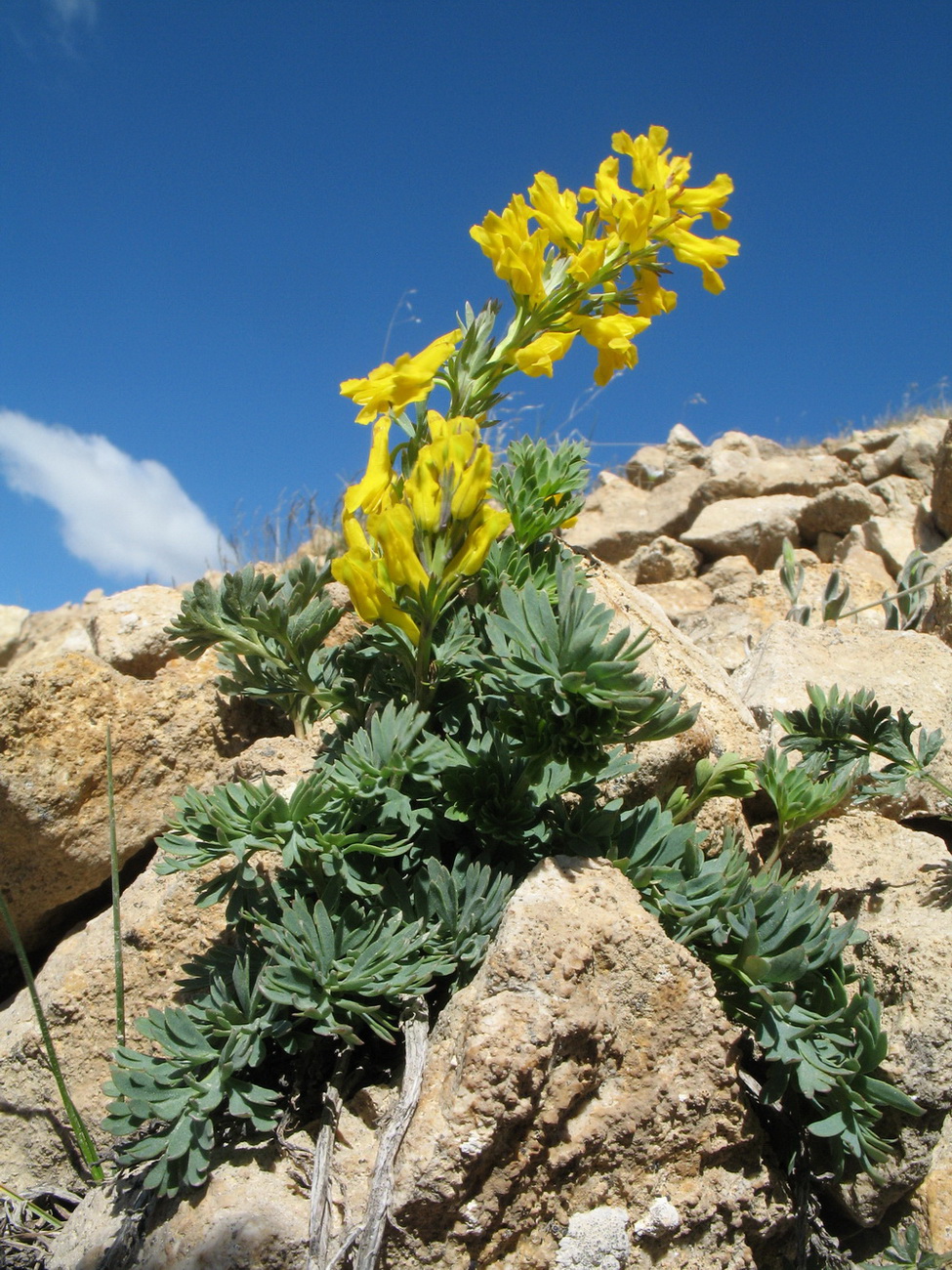 Image of Corydalis gortschakovii specimen.