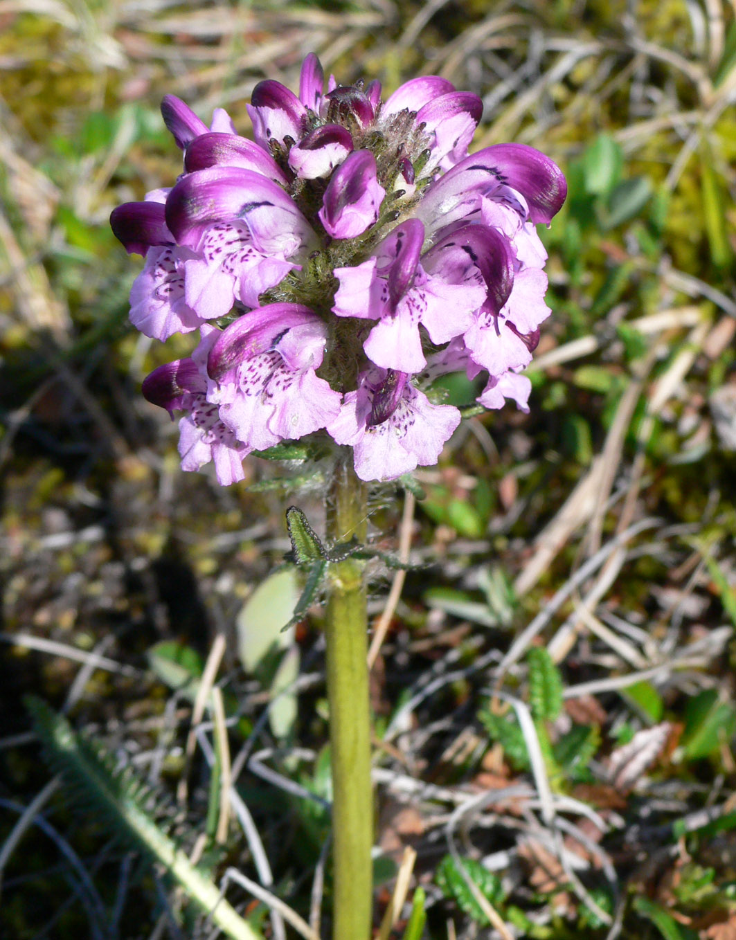 Image of Pedicularis albolabiata specimen.