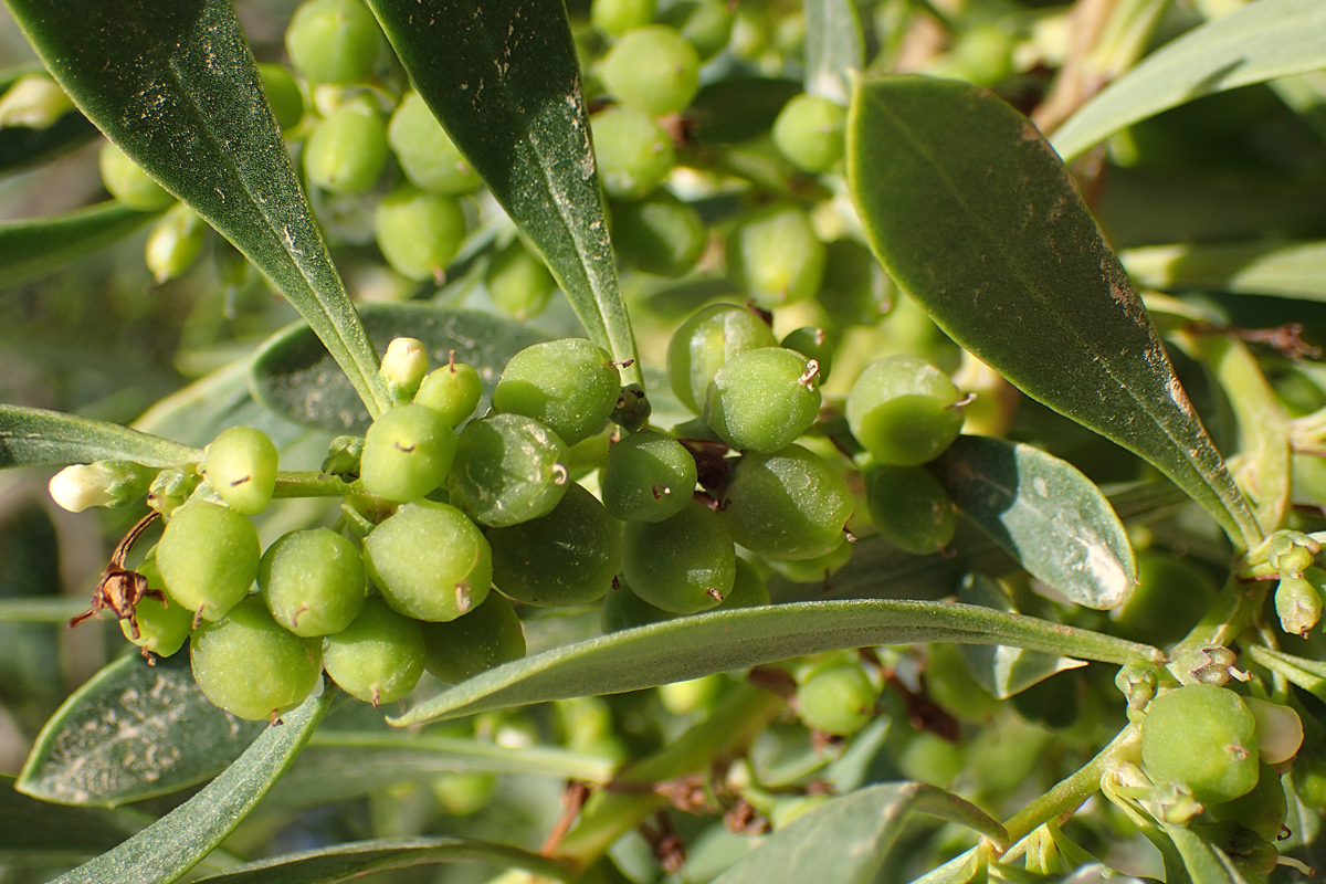 Image of Myoporum acuminatum specimen.