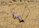 Moraea setifolia