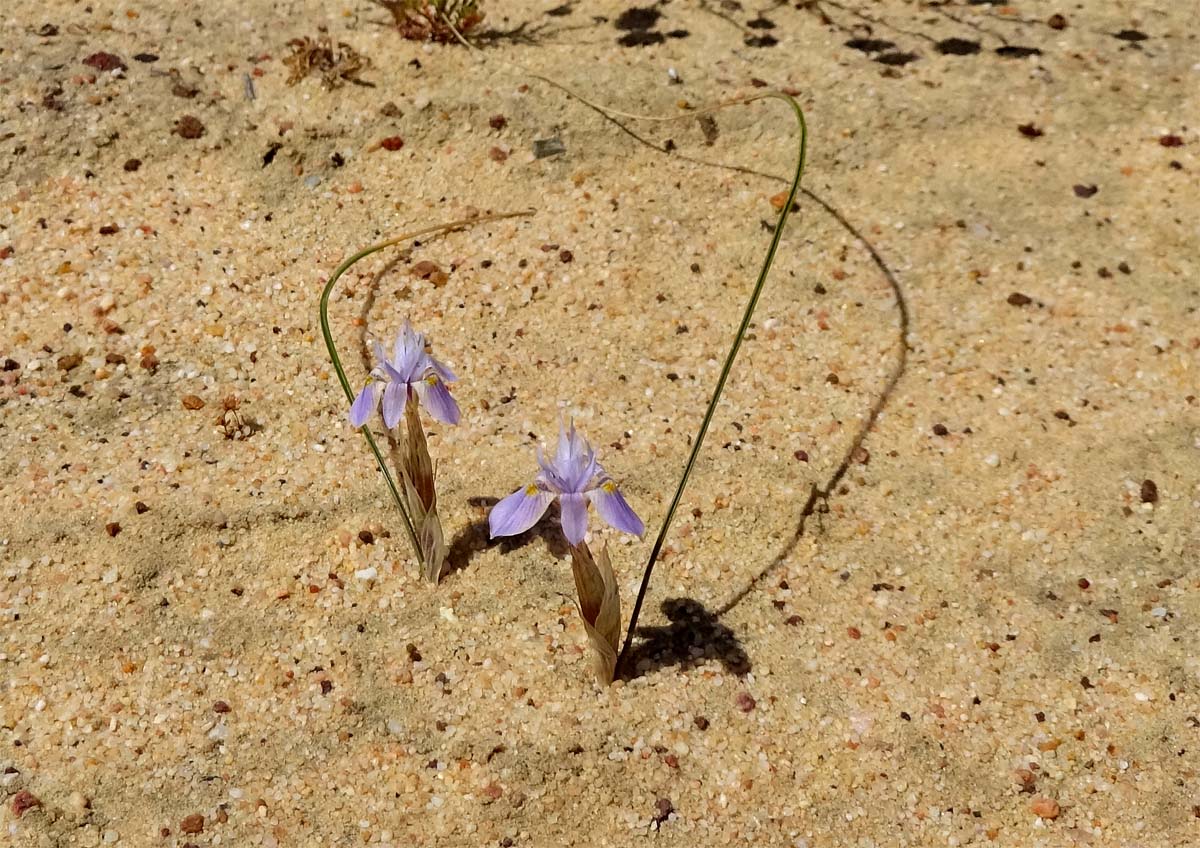 Image of Moraea setifolia specimen.