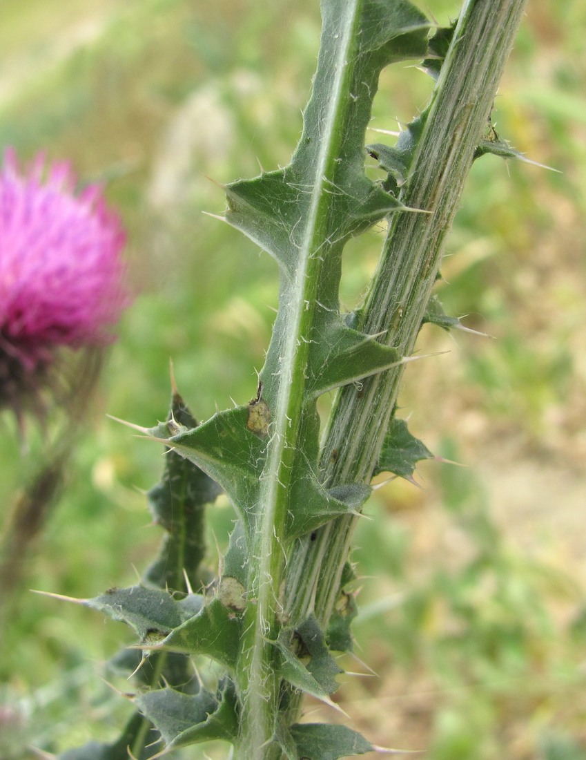 Image of Carduus uncinatus specimen.