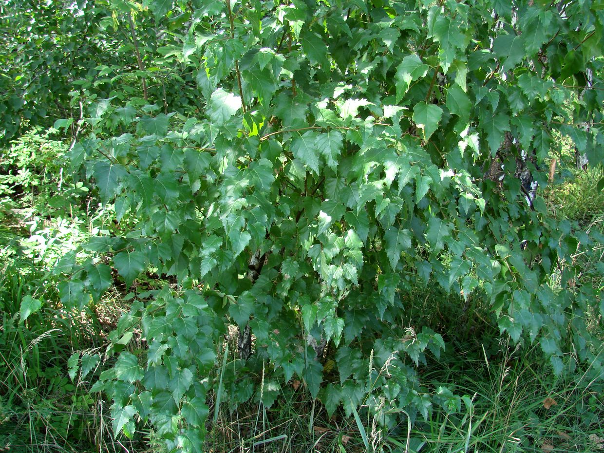 Image of Betula pendula specimen.