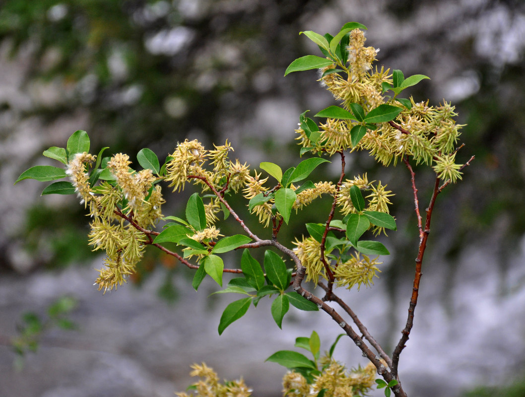 Image of genus Salix specimen.