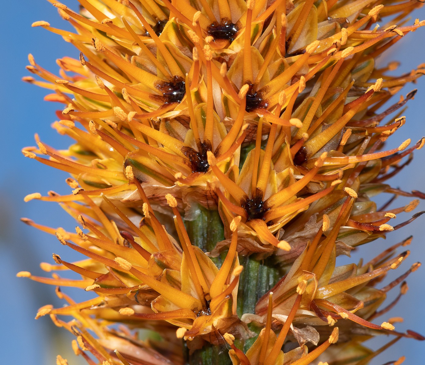 Image of Aloe castanea specimen.