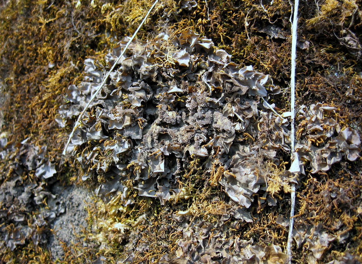 Изображение особи Leptogium cyanescens.