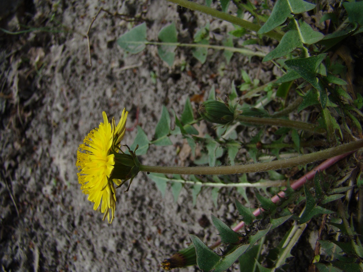 Image of genus Taraxacum specimen.