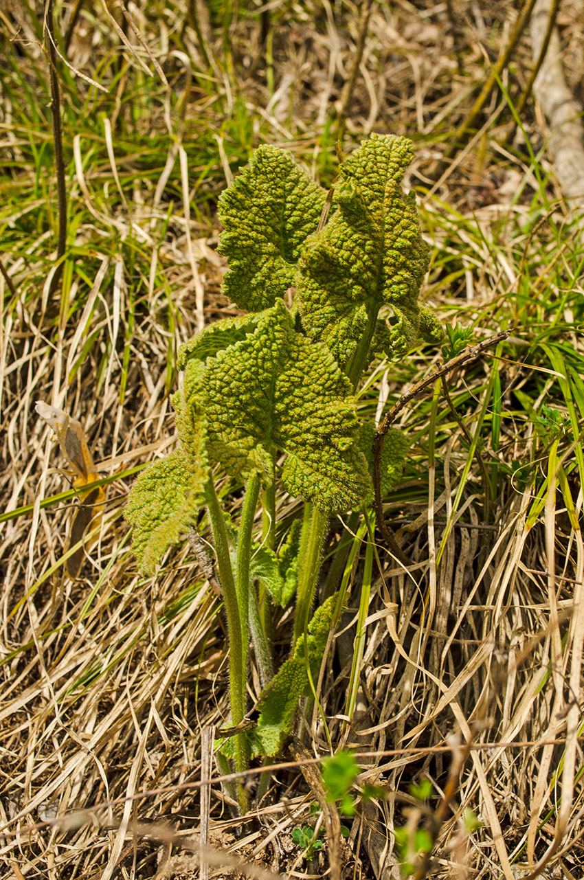 Image of Phlomoides tuberosa specimen.