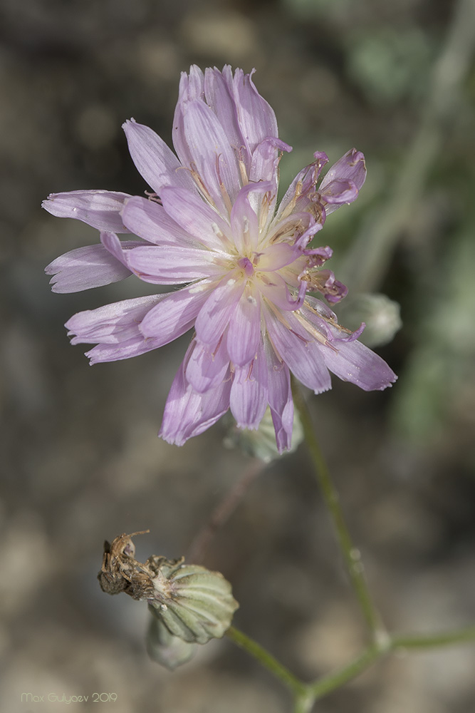 Image of Lagoseris purpurea specimen.