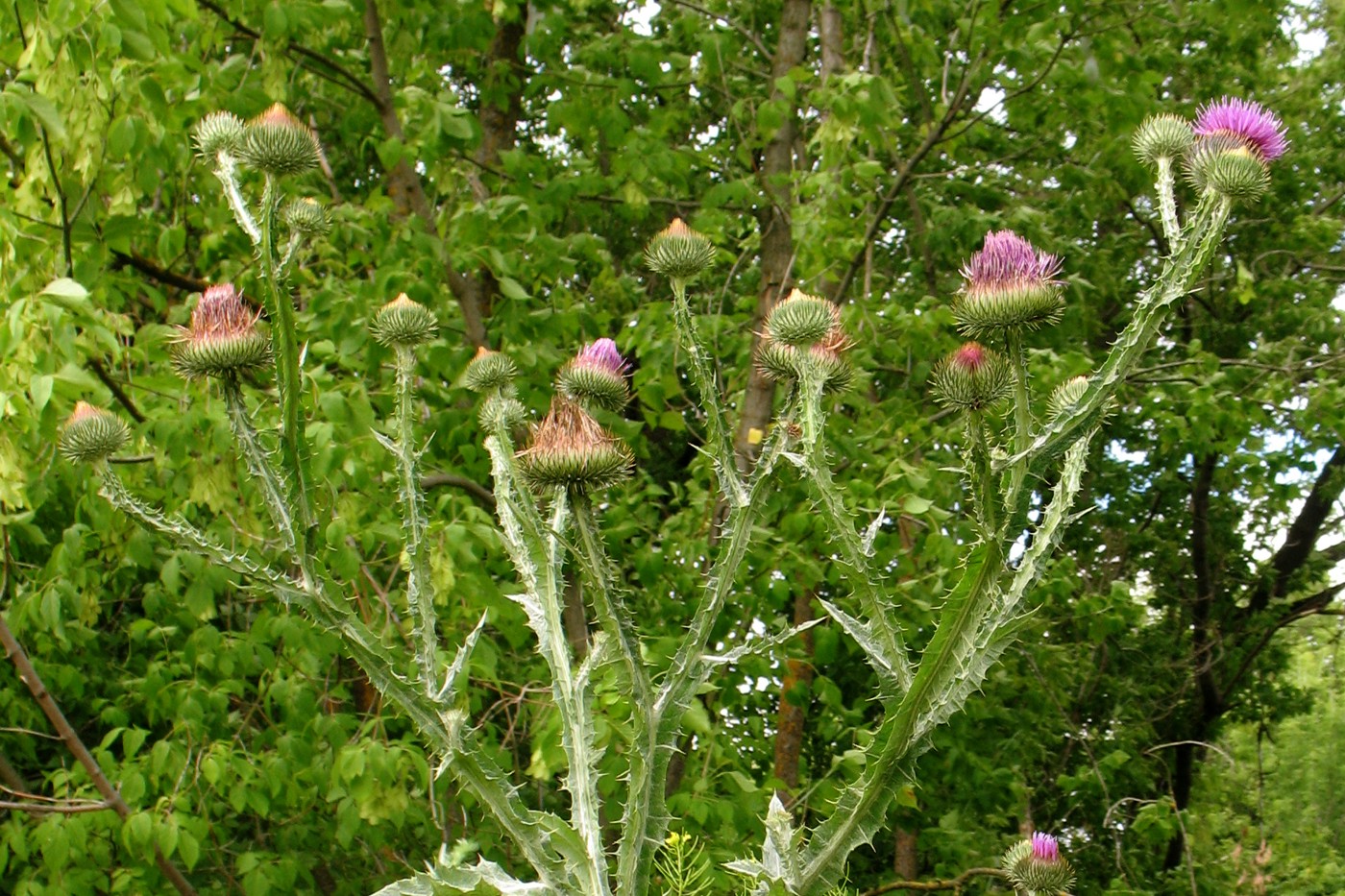 Image of Onopordum acanthium specimen.