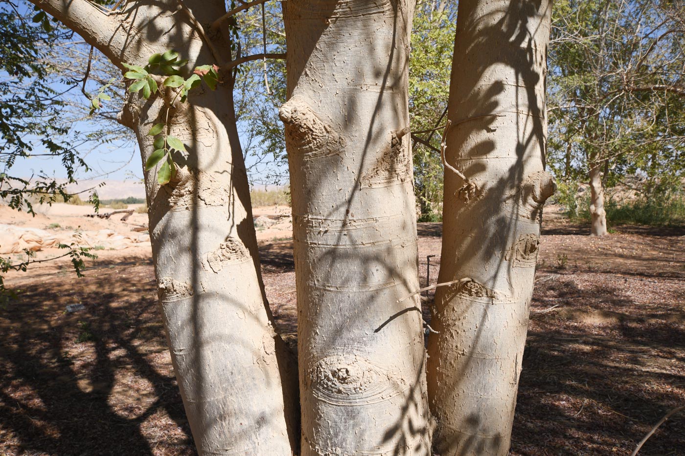 Image of Sclerocarya birrea specimen.