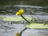 Nuphar lutea. Цветок и листья. Украина, Днепропетровская обл., Петриковский р-н, пгт Куриловка, пойма Днепра. 28.07.2010.