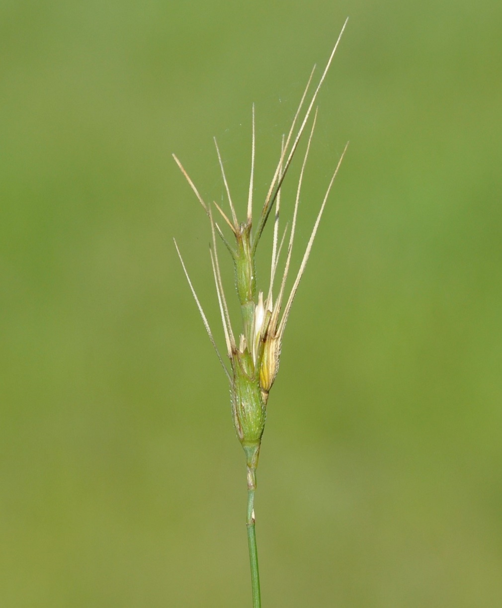 Image of Aegilops peregrina specimen.