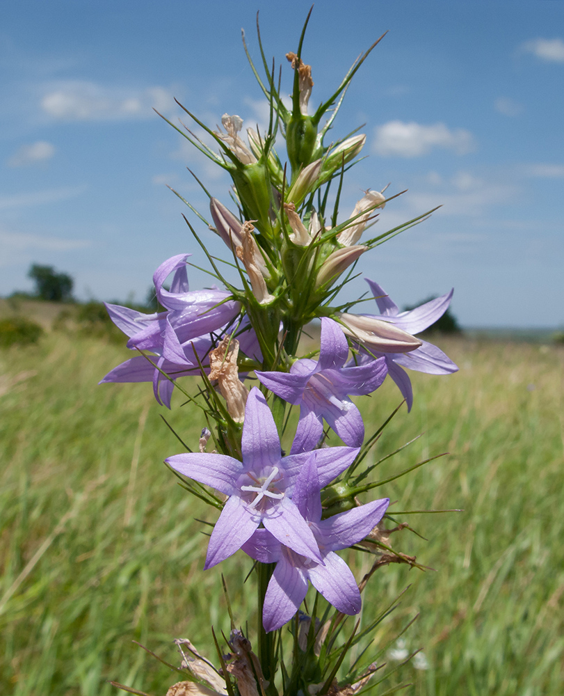 Image of Campanula lambertiana specimen.