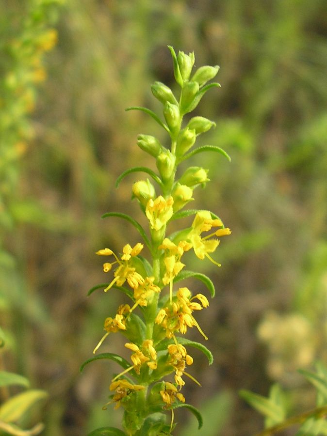 Image of Orthanthella lutea specimen.