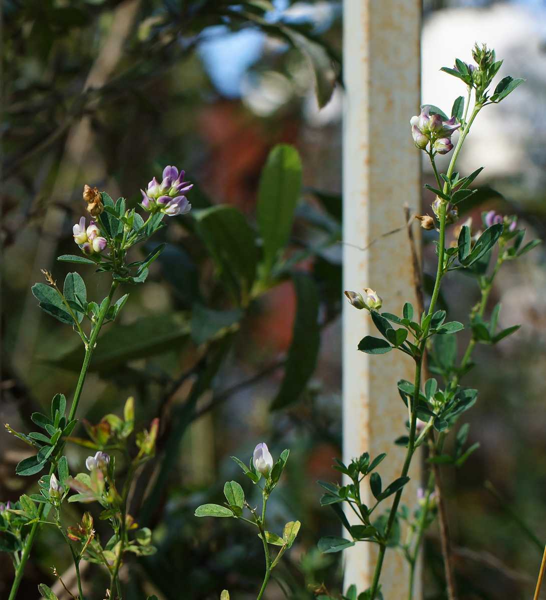 Image of Medicago &times; varia specimen.