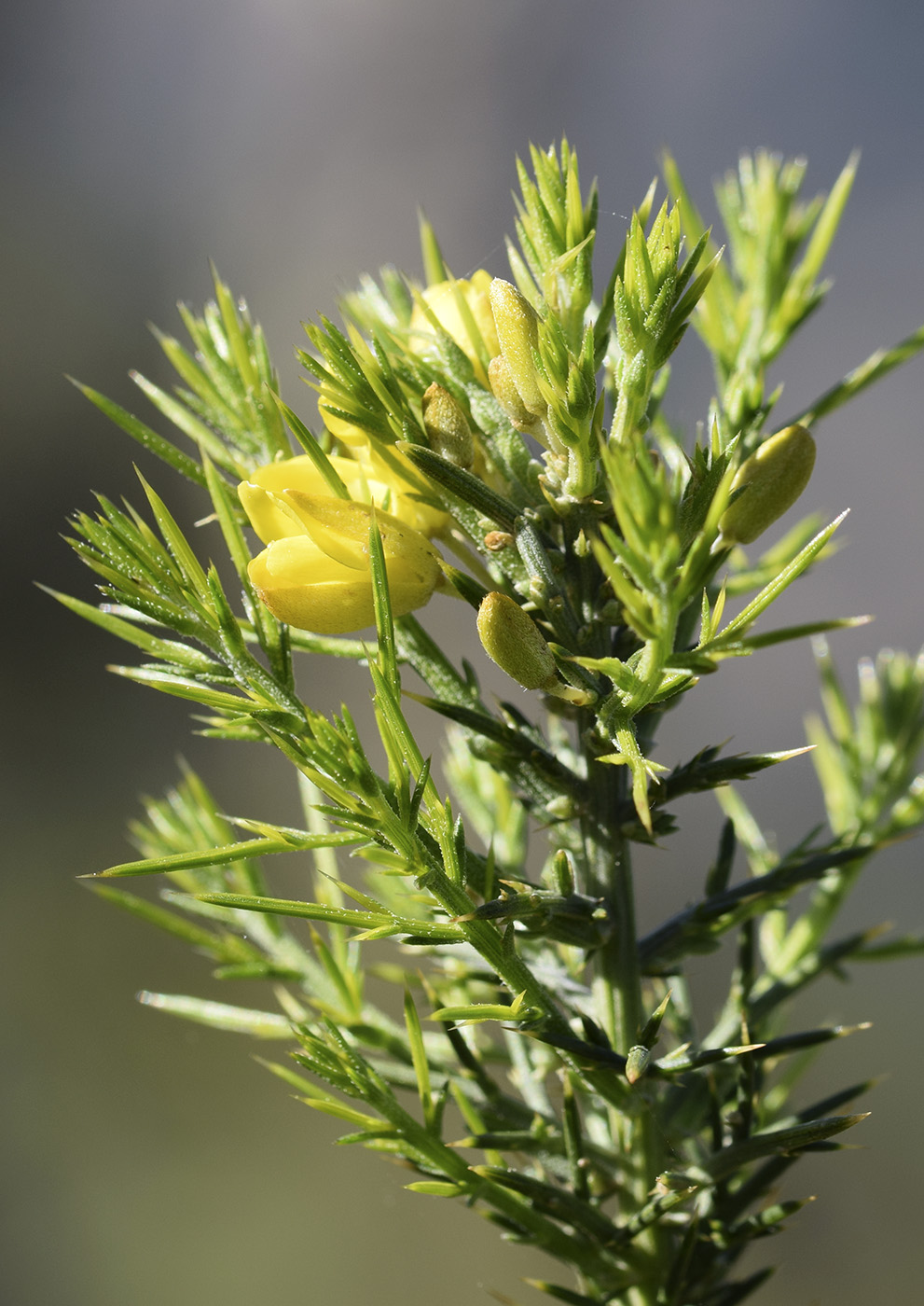 Image of Ulex parviflorus specimen.