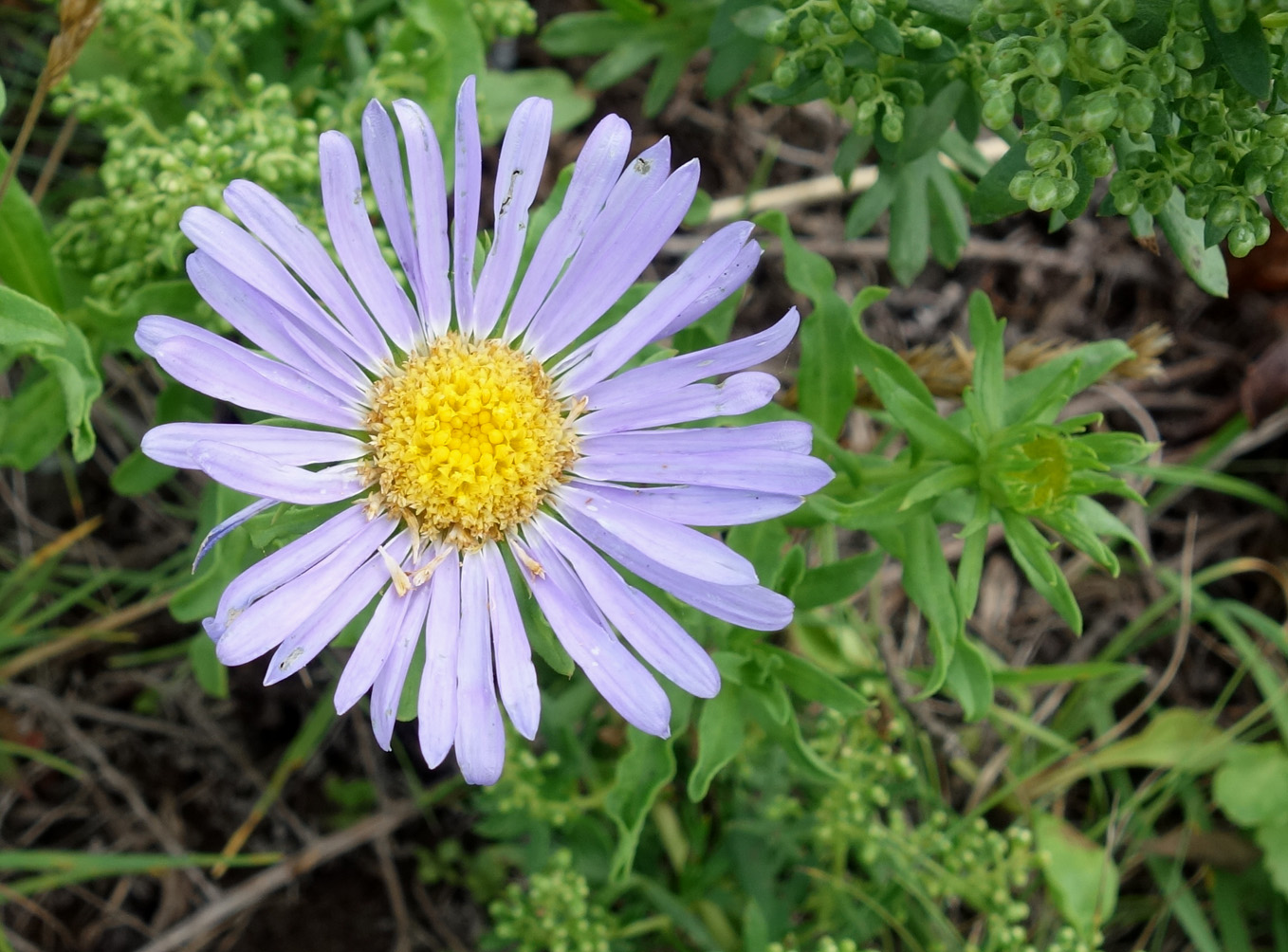 Image of genus Aster specimen.