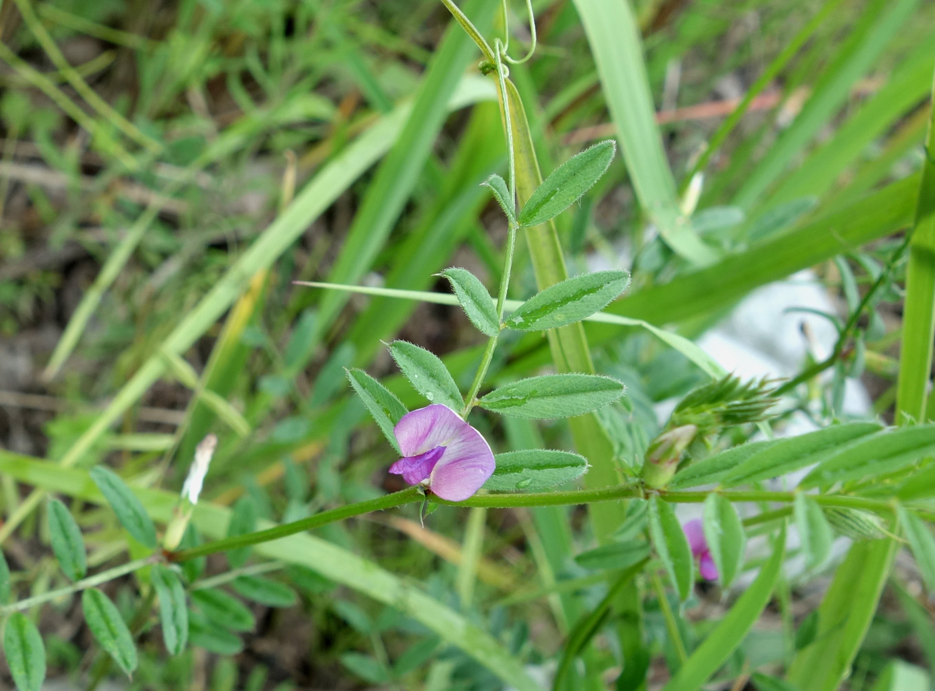 Изображение особи Vicia segetalis.