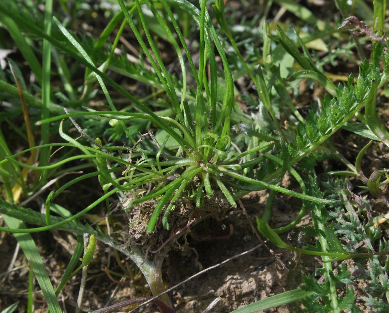 Image of Myosurus minimus specimen.