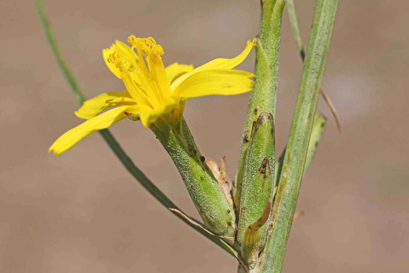 Image of Scorzonera turkestanica specimen.