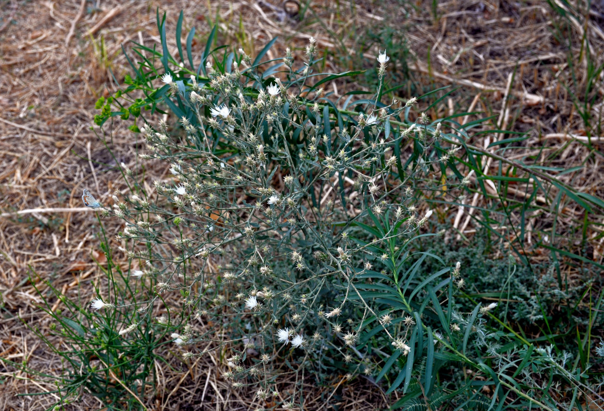 Image of Centaurea diffusa specimen.